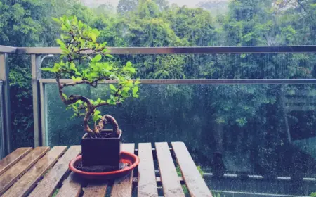 balkonmöbel und empfindliche pflanzen wie bonsai vor regenwasser schützen