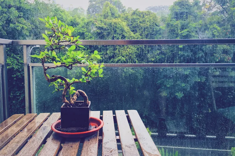 balkonmöbel und empfindliche pflanzen wie bonsai vor regenwasser schützen