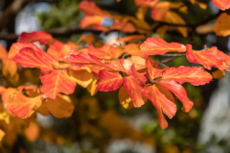 Eisenholzbaum im Garten pflanzen und pflegen