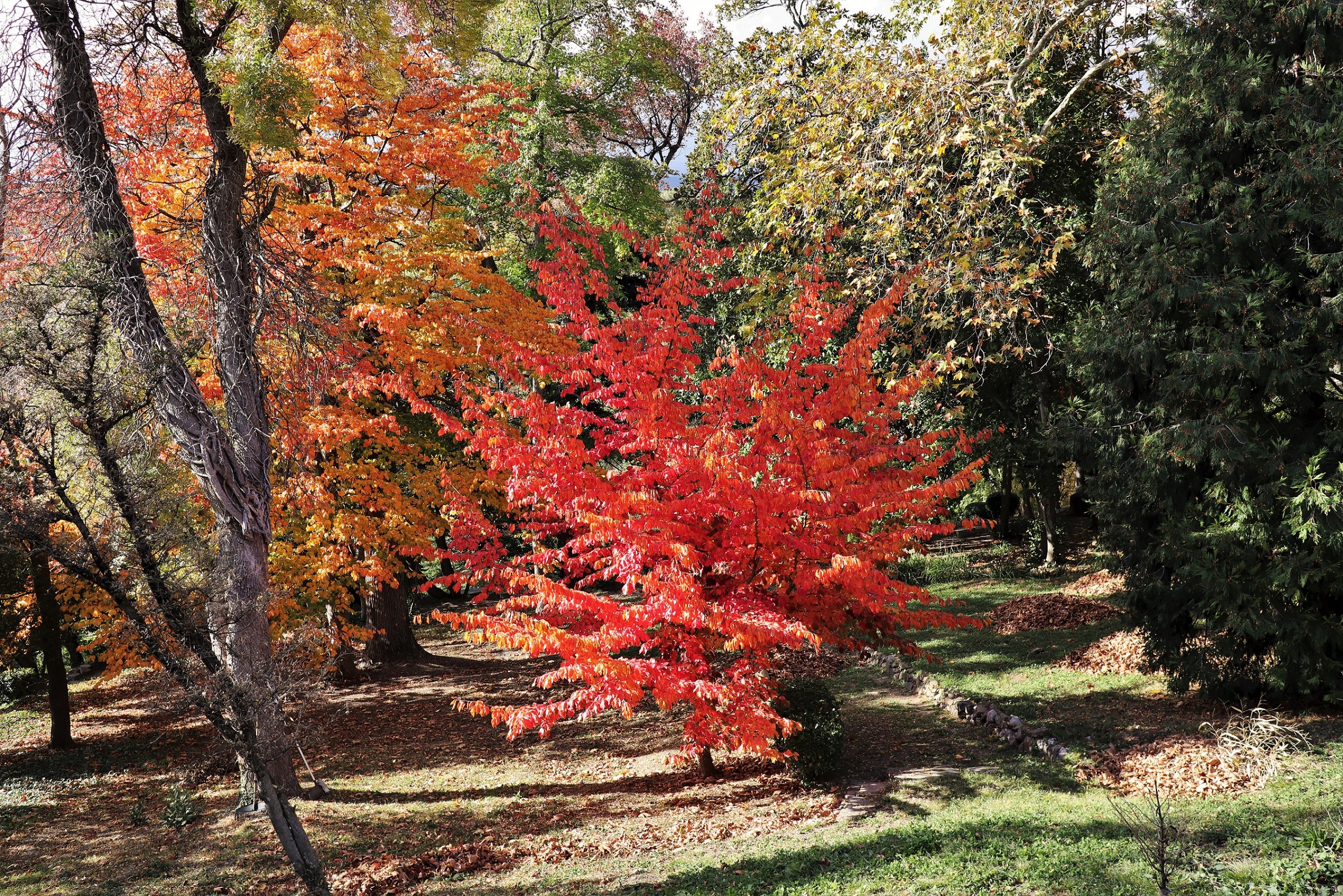 beautiful,decorative,tree,parrotia,persica,with,red,autumn,leaves,in