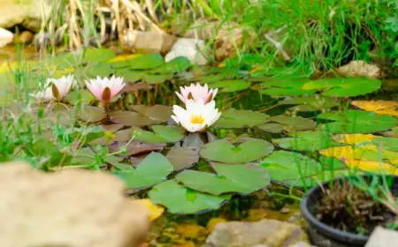 im herbst den gartenteich auf die kalte jahreszeit vorbereiten und pflanzen pflegen