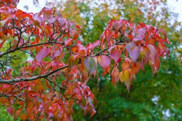Japanischer Blütenhartriegel im Herbst im heimischen Garten