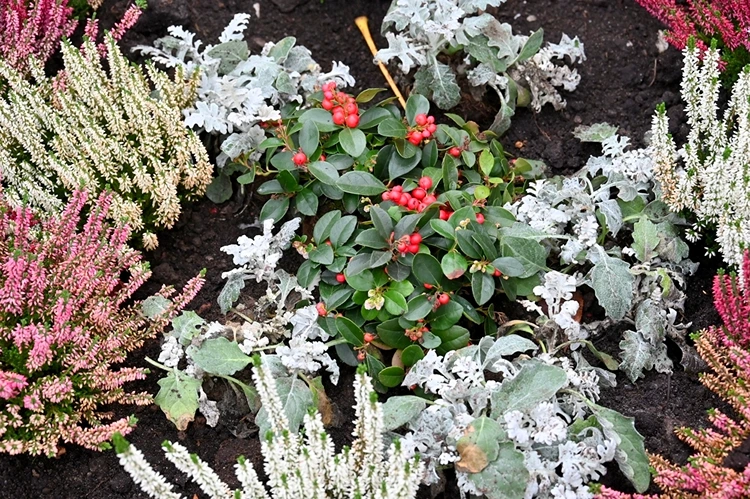 Pflegeleichte Grabbepflanzung für den Winter mit Mini-Sträuchern, Heidekräutern und Pflanzen mit silbergrauem Laub