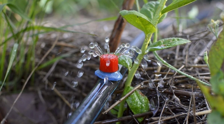 reichliche bewässerung nach dem anbau von blaubeeren im herbst oder im frühling wichtig fürs wachstum