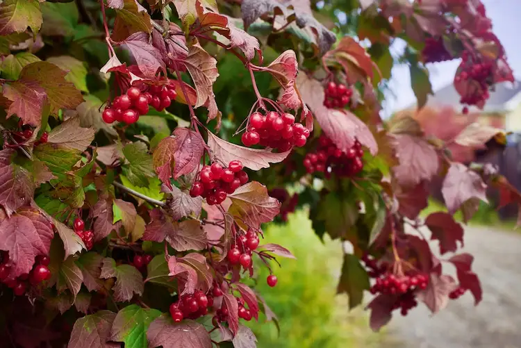 Rotdorn Blätter im Herbst Red Scarlet Sorte