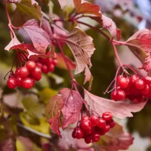 Rotdorn Red Scarlet für den heimischen Garten mit rotem Laub