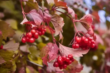Rotdorn Red Scarlet für den heimischen Garten mit rotem Laub