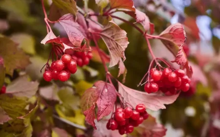 Rotdorn Red Scarlet für den heimischen Garten mit rotem Laub