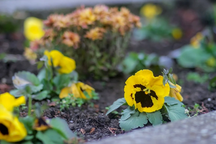 Stiefmütterchen sind Klassiker unter den Grabpflanzen und trotzen Frost