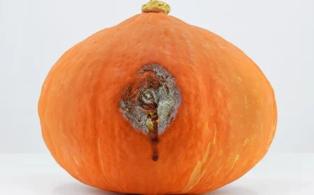 Wenn ein Kürbis Schimmel bildet - Genießbar oder nicht