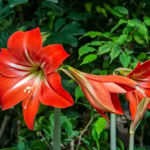 7 Fehler bei der Pflege von Amaryllis, die Sie vermeiden sollten, damit Sie die blühende Zierpflanze länger genießen