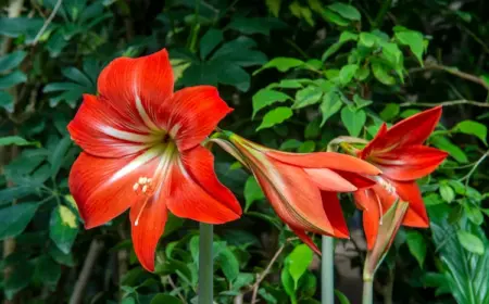 7 Fehler bei der Pflege von Amaryllis, die Sie vermeiden sollten, damit Sie die blühende Zierpflanze länger genießen