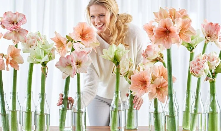 Amaryllis in der Vase länger haltbar machen - clevere Tipps, damit Sie die prächtigen Blüten länger erfreuen können