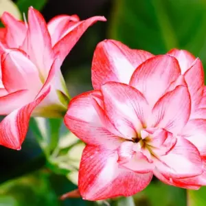 Amaryllis richtig gießen für eine Blüte zu Weihnachten