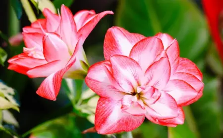 Amaryllis richtig gießen für eine Blüte zu Weihnachten