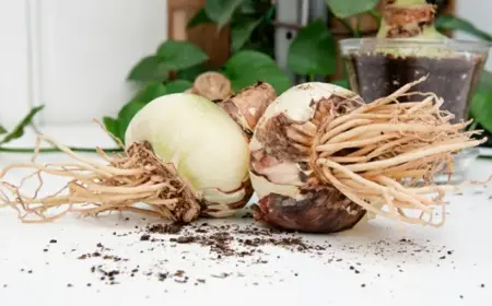 Amaryllis umtopfen - Wann und wie mit Anleitung erklärt