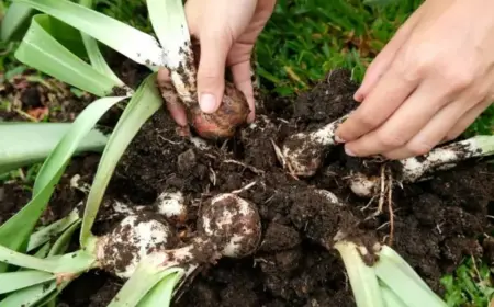 Amaryllis vermehren durch Ableger - Wie Sie Tochterzwiebeln pflegen