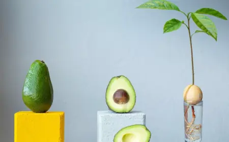 Avocado aus Kern ziehen anhand 7 einfacher Schritte + Pflege und Wachstumsbedingungen für die exotische Pflanze