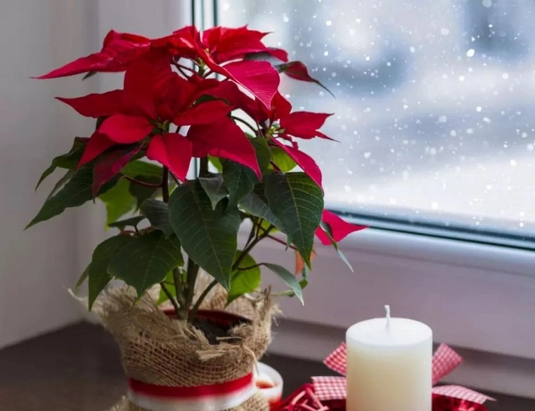Der Weihnachtsstern symbolisiert Liebe, Hoffnung und Wohlwollen in der Weihnachtszeit