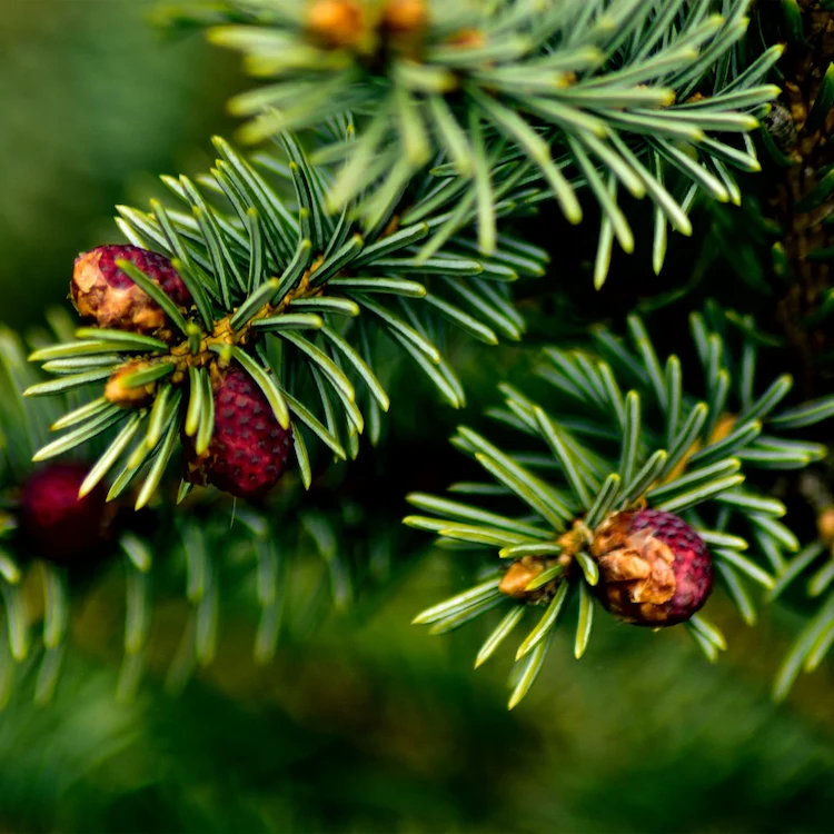 Die Balsamtanne führt die Liste der am besten duftenden Weihnachtsbäume an