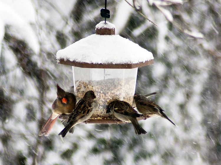 Die Vögel brauchen Futter im Winter