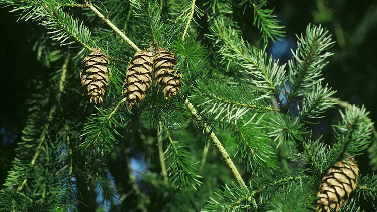 Douglasie, eine Gattung von sechs Arten immergrüner Bäume aus der Familie der Nadelbaumgewächse
