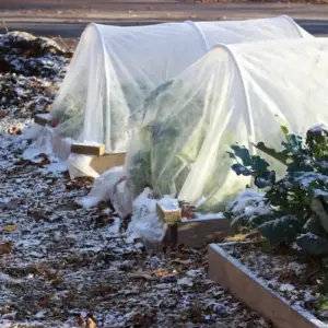 Frostschutz für Pflanzen - Wann und wie die nötige Pflege vornehmen, um den Garten vor Kälte zu retten!