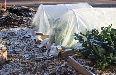 Frostschutz für Pflanzen - Wann und wie die nötige Pflege vornehmen, um den Garten vor Kälte zu retten!