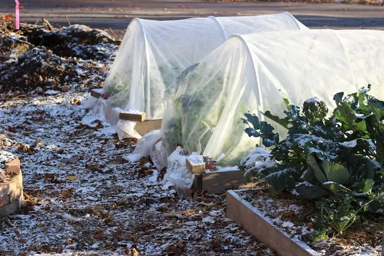 Frostschutz für Pflanzen - Wann und wie die nötige Pflege vornehmen, um den Garten vor Kälte zu retten