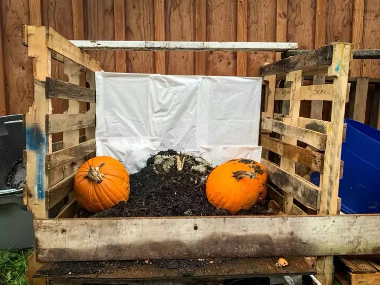 Halloween Kürbis verwerten und kompostieren nach dem Fest