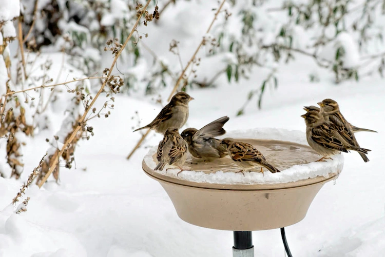 Heimische Wintervögel - Halten Sie ständig frisches Wasser bereit