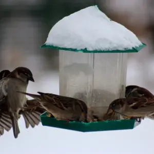 Heimische Wintervögel - Wie kann man ihnen helfen, die kalten Monate leichter zu überleben