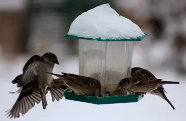 Heimische Wintervögel - Wie kann man ihnen helfen, die kalten Monate leichter zu überleben