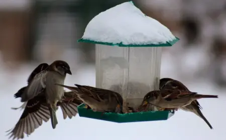 Heimische Wintervögel - Wie kann man ihnen helfen, die kalten Monate leichter zu überleben