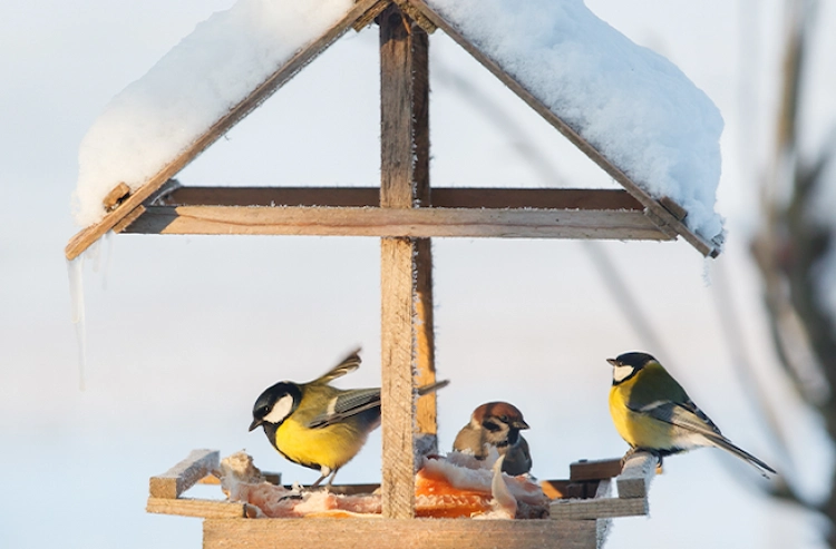 Hier finden Sie die besten Tipps zur Vogelfütterung in den kalten Monaten
