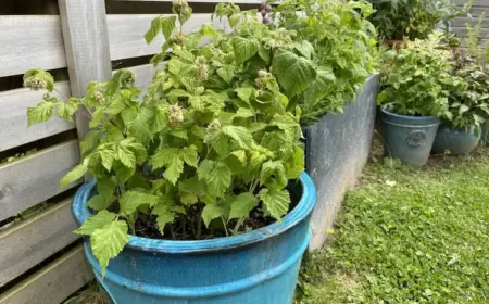 Himbeeren überwintern im Topf - einfache Schritte und Maßnahmen zum Retten der beliebten Pflanze vor dem Winterfrost