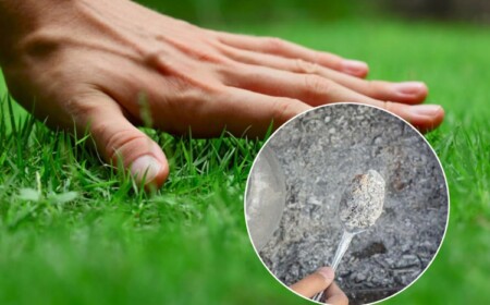 Holzasche auf Rasen verwenden als Dünger