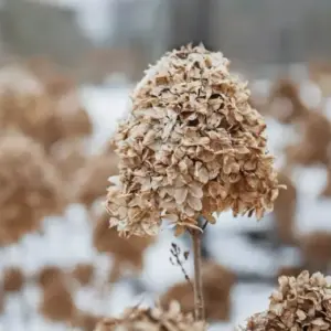 Hortensien überwintern - Warum man sie nicht vor dem Winter schneiden sollte