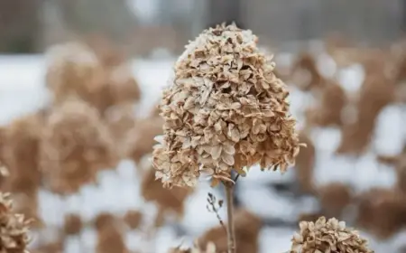 Hortensien überwintern - Warum man sie nicht vor dem Winter schneiden sollte