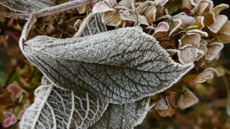 Hortensien überwintern ohne Schnitt im Herbst für besseren Frostschutz