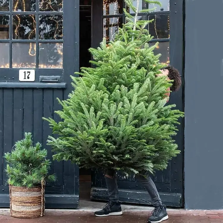 Ihren echten Weihnachtsbaum müssen Sie gut pflegen, wenn Sie ihn länger als 2 Wochen behalten möchten