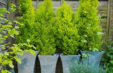 Immergrüne Kübelpflanzen überwintern - Diesen Standort und Temperatur brauchen sie