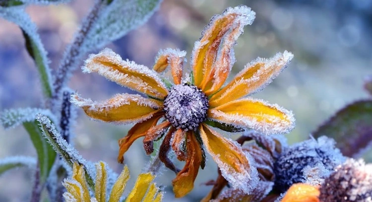 In der Regel sind einjährige Pflanzen am empfindlichsten gegenüber kaltem Wetter