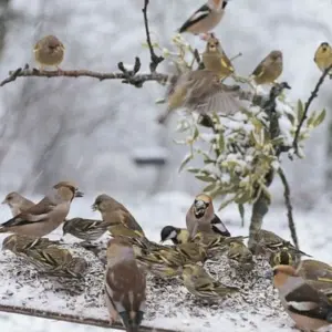 Ist Vögel füttern im Garten verboten