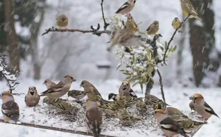 Ist Vögel füttern im Garten verboten