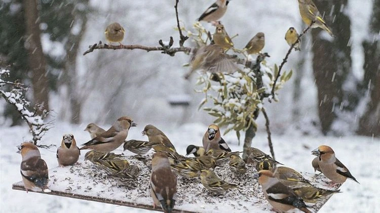 Ist Vögel füttern im Garten verboten