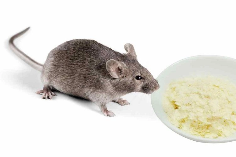Kartoffelpulver kann für die Ratten tödlich sein
