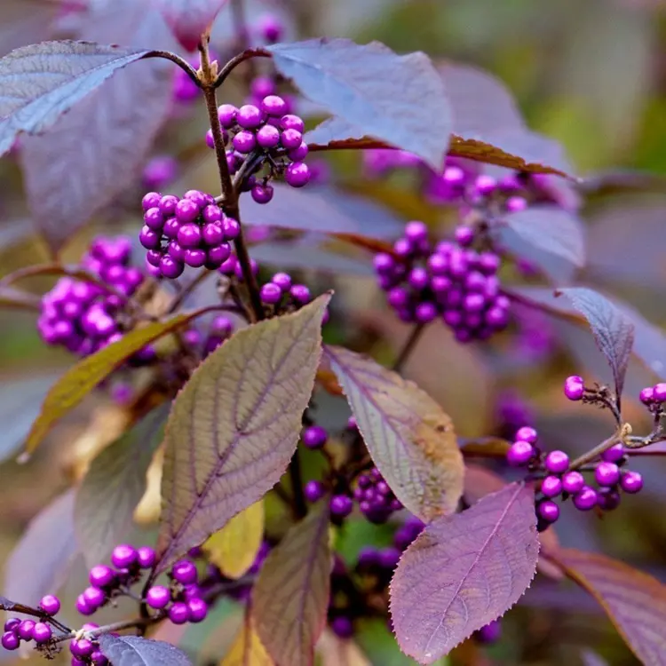 Liebesperlenstrauch pflanzen - Lila Beeren, Blüten und schöne Herbstfärbung der Blätter