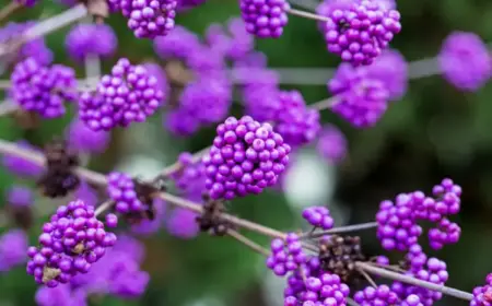 Liebesperlenstrauch pflanzen - Pflege und Fakten zum Callicarpa bodinieri