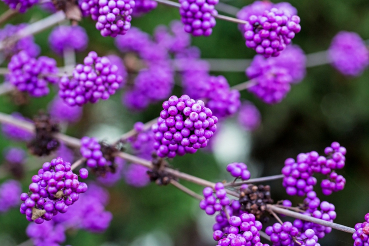 Liebesperlenstrauch pflanzen - Pflege und Fakten zum Callicarpa bodinieri